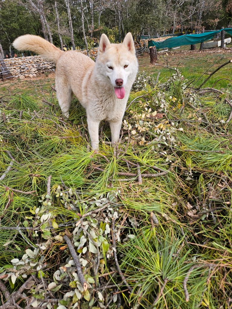 Smoothie of Wolf's River