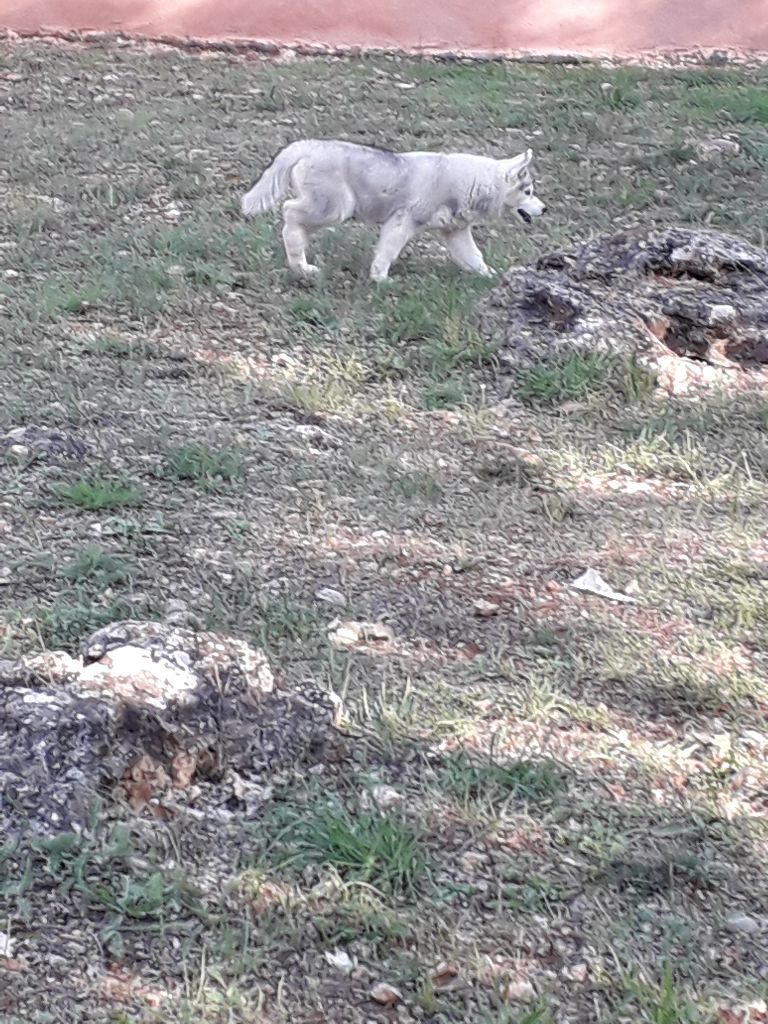 Phoebe Des Collines De Gaïrouk