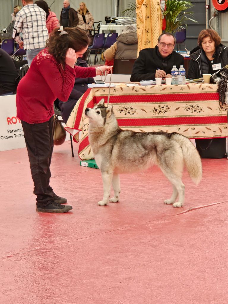 Phoebe Des Collines De Gaïrouk