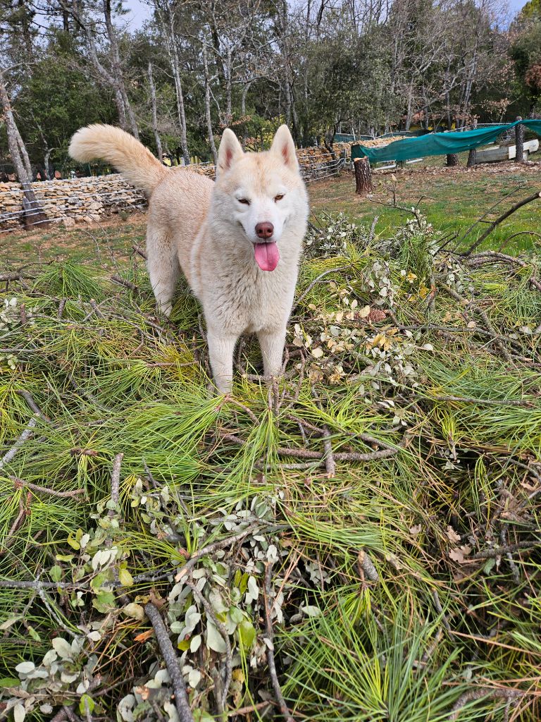 Smoothie of Wolf's River