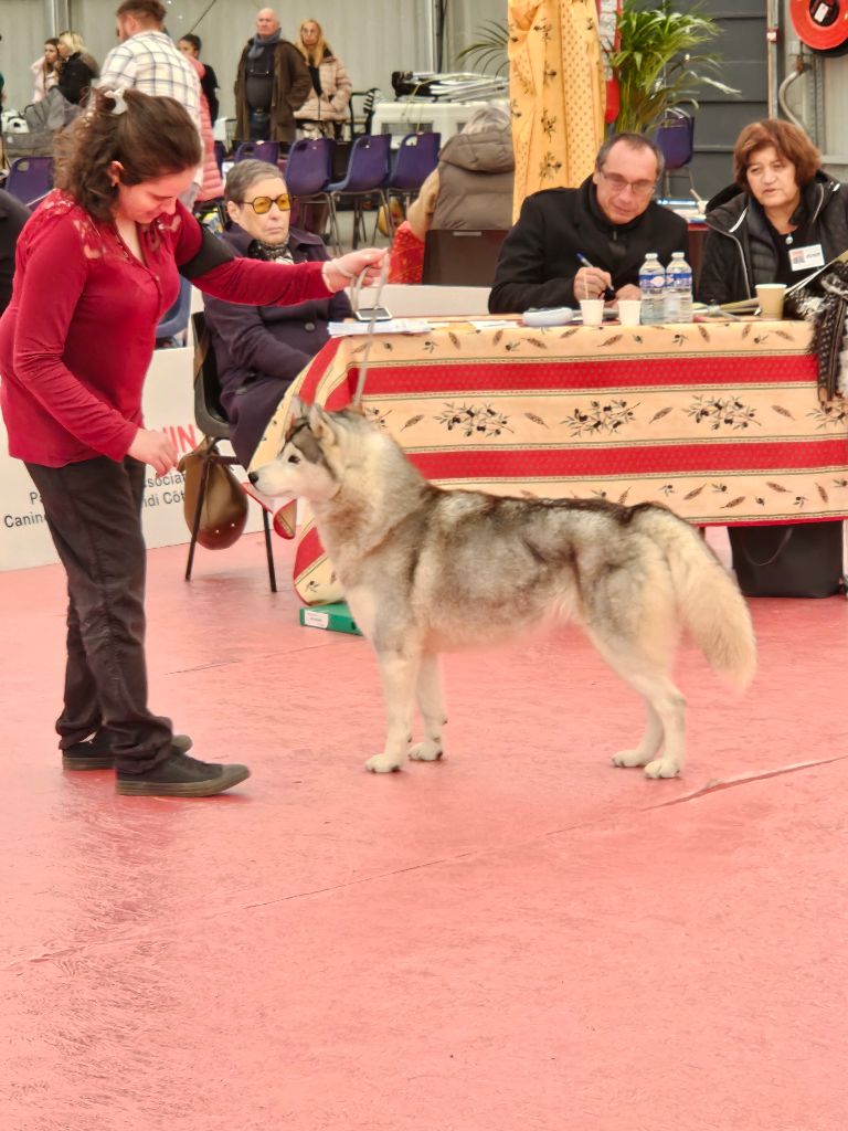 Phoebe Des Collines De Gaïrouk