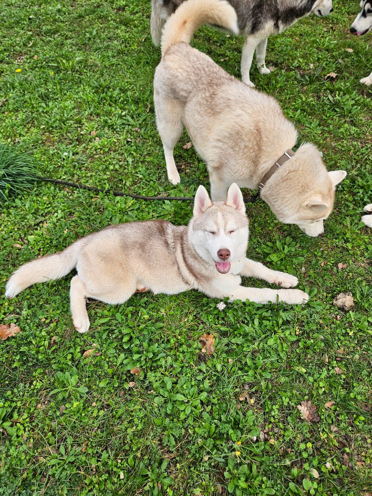 Des Deux Moulins Du Verdon - Chiot disponible  - Siberian Husky