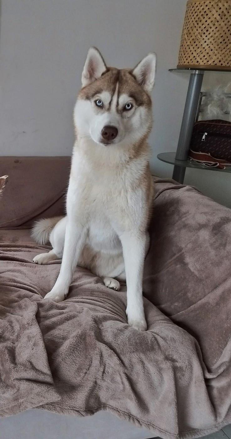 viska Des Deux Moulins Du Verdon