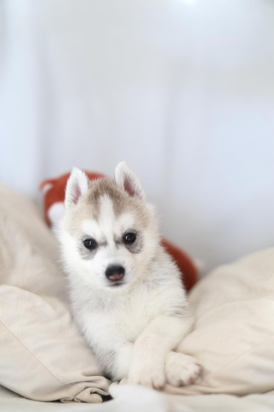 Athéna Des Deux Moulins Du Verdon