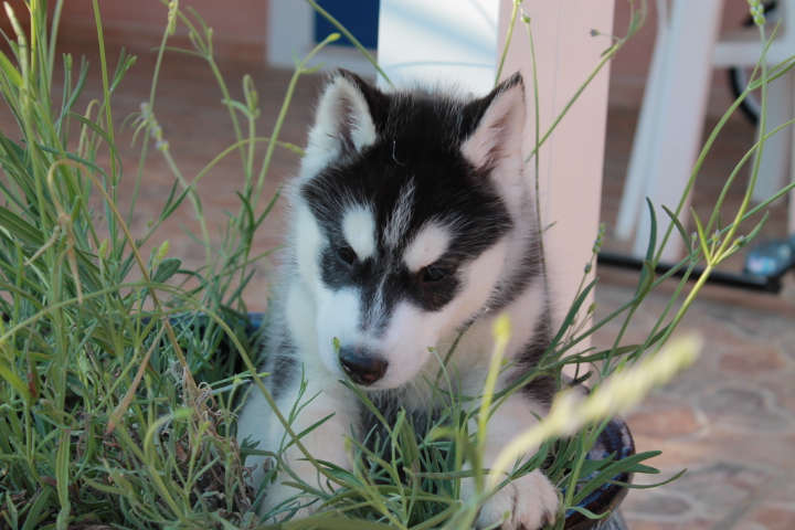 CHIOT A VENDRE ICEBERG DES MOULINS DU VERDON