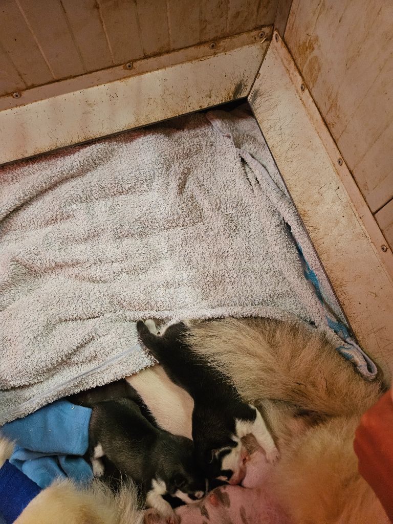 Des Deux Moulins Du Verdon - Chiots disponibles - Siberian Husky