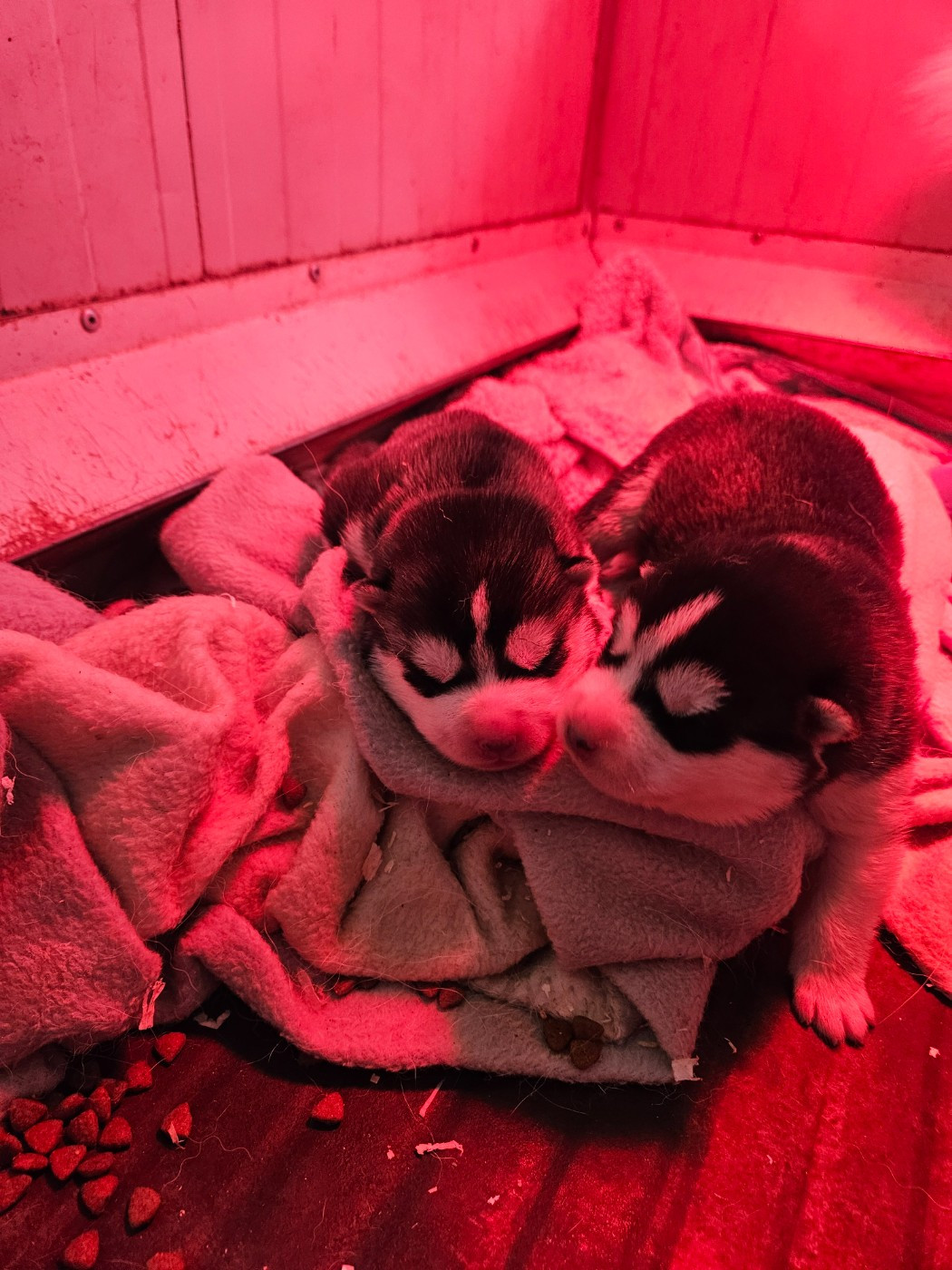Chiot Siberian Husky Des Deux Moulins Du Verdon