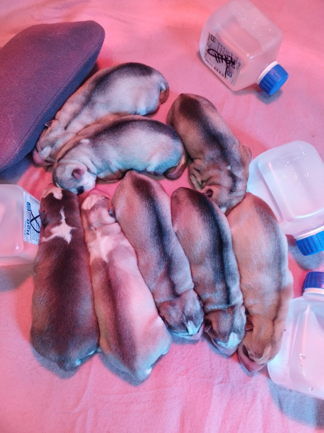 Chiot Siberian Husky Des Deux Moulins Du Verdon