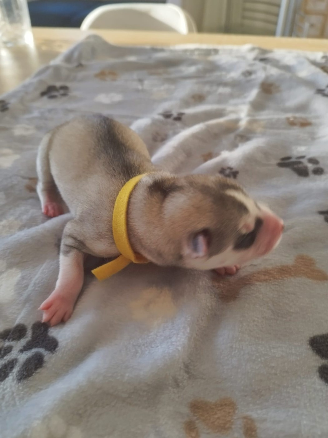 Des Deux Moulins Du Verdon - Chiots disponibles - Siberian Husky