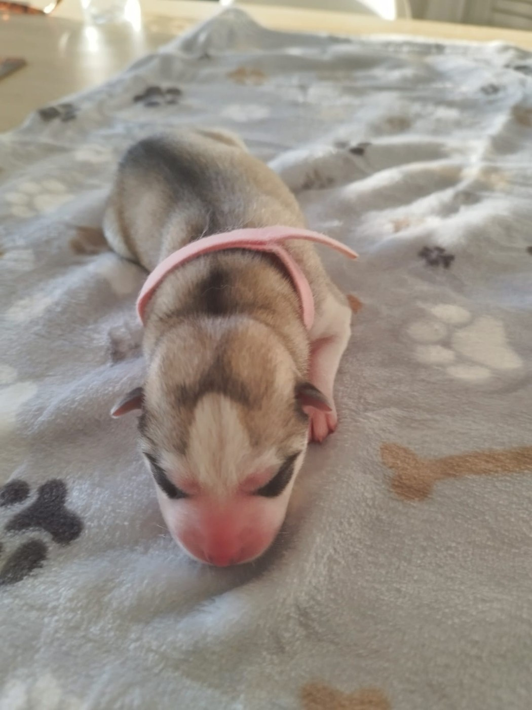 Des Deux Moulins Du Verdon - Chiots disponibles - Siberian Husky