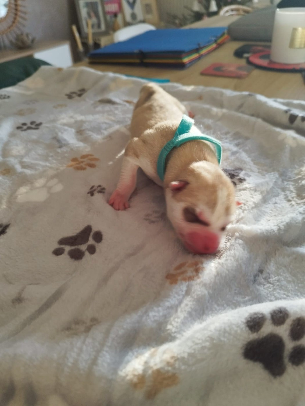 Des Deux Moulins Du Verdon - Chiots disponibles - Siberian Husky