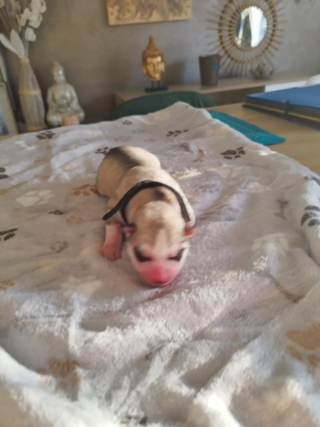 Des Deux Moulins Du Verdon - Chiots disponibles - Siberian Husky