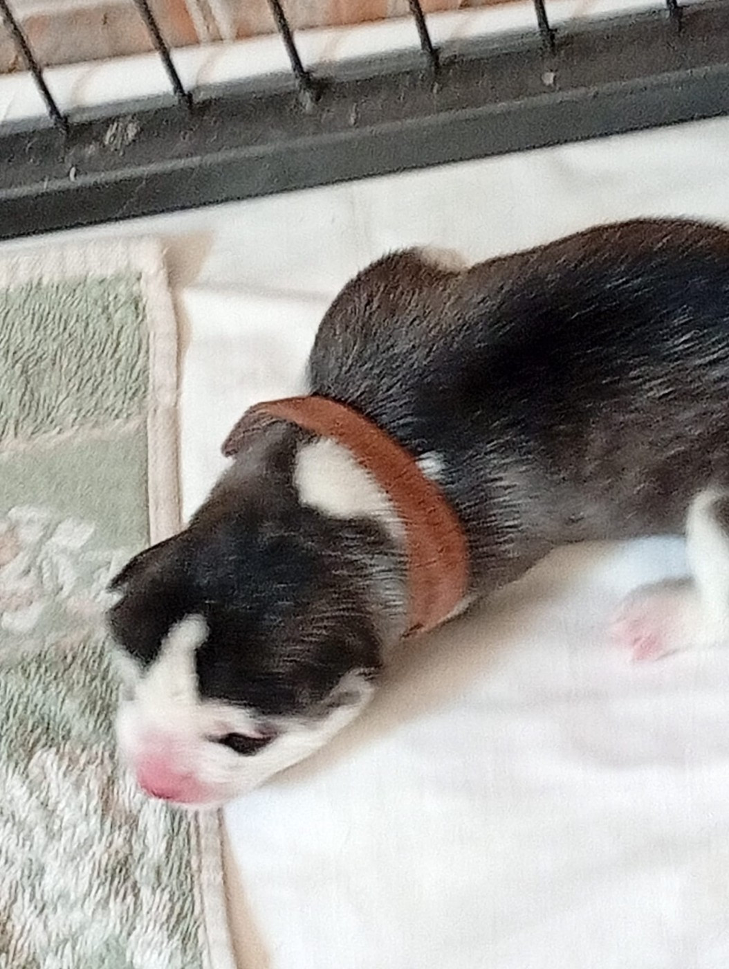 Des Deux Moulins Du Verdon - Chiots disponibles - Siberian Husky