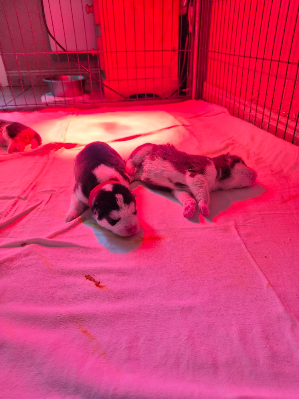 Des Deux Moulins Du Verdon - Chiots disponibles - Siberian Husky