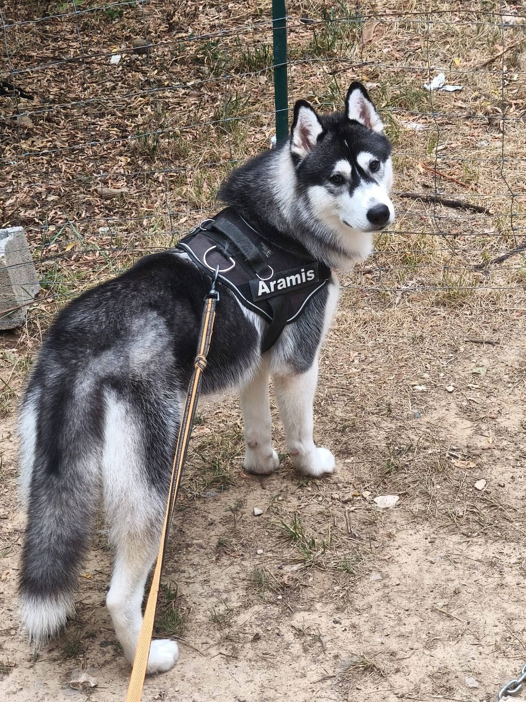 Des Deux Moulins Du Verdon - Chiots disponibles - Siberian Husky