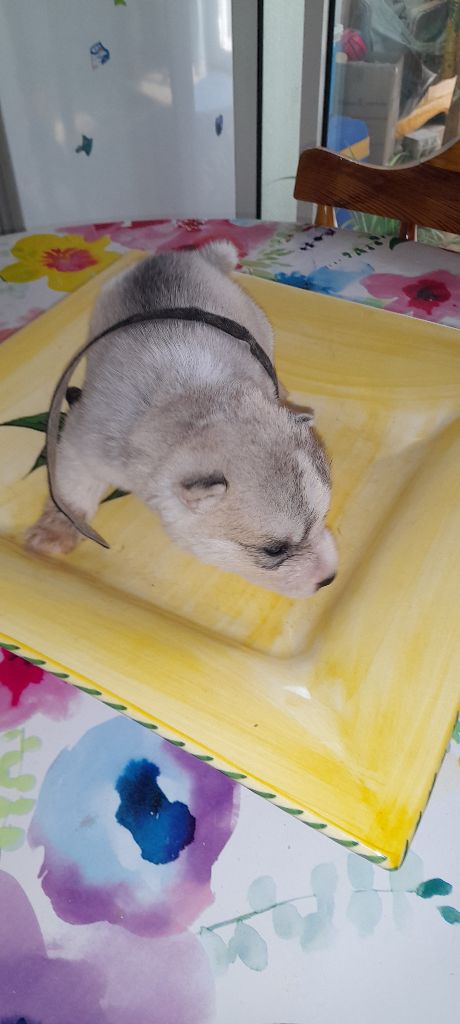 Des Deux Moulins Du Verdon - Siberian Husky - Portée née le 25/03/2023