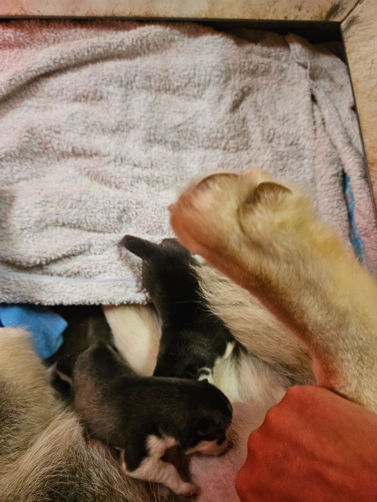 Des Deux Moulins Du Verdon - Chiots disponibles - Siberian Husky