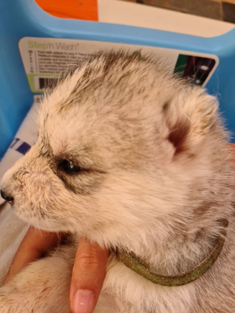 Des Deux Moulins Du Verdon - Siberian Husky - Portée née le 07/08/2021